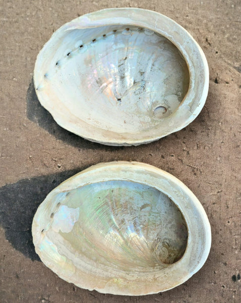 Extra Large Abalone Shell